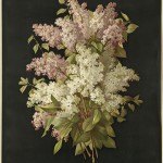 Thornfield: Lucien
